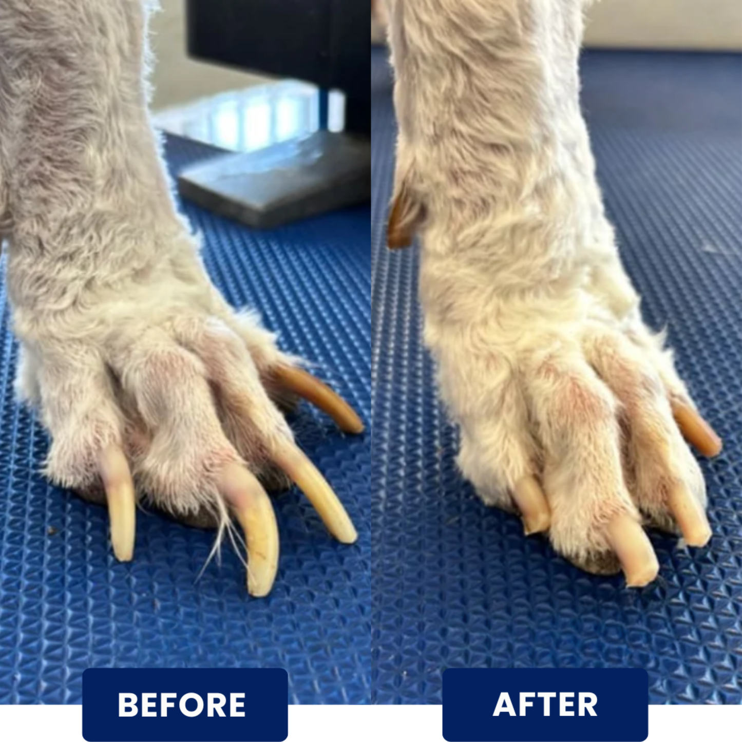 PawDicure